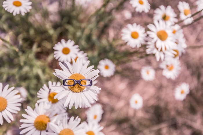 Imagen con flores margaritas, una de ellas con gafas